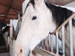 -月河湾马术俱乐部(朝阳店)