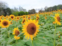 -中国天府农业博览园