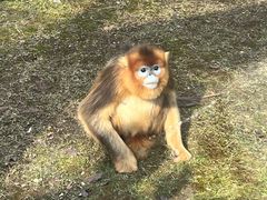 -西安秦岭野生动物园