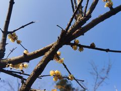 -三圣花乡旅游区