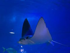 -烟台海昌鲸鲨海洋公园