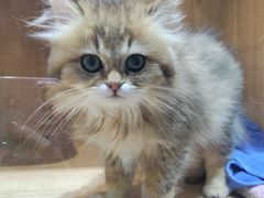 -老吴的猫·猫舍(新区店)