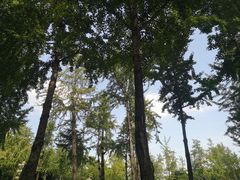 -重庆市江北嘴中央商务区中央公园