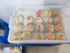 -老袁家蜜桃农场·阳山水蜜桃