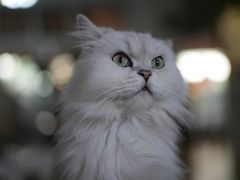 -李小姐の猫咖啡馆(五角场店)