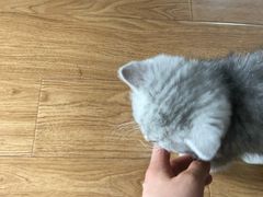 -潘老板炸鸡(河西万达店)