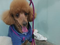 -宠福鑫康馨动物医院·骨科·眼科