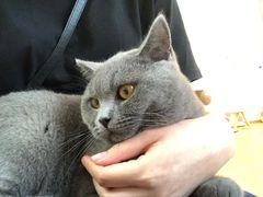 -猫咪派对(江南西店)
