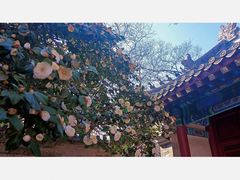 -青岛崂山太清宫