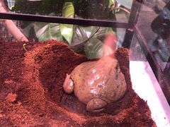 -正佳雨林生态植物园