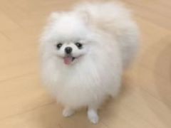 -美联众合动物医院·24h转诊中心