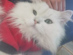 -猫在这儿猫咪咖啡馆·撸猫馆