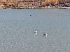 -新疆天山野生动物园