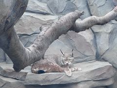 -青藏高原野生动物园