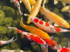 -罗红摄影艺术馆