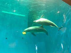 -华夏文旅海洋公园