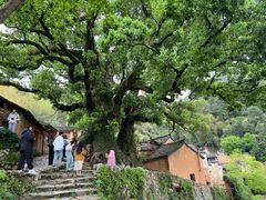 -杨家堂村