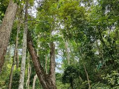 -西双版纳原始森林公园