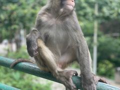-黔灵山公园