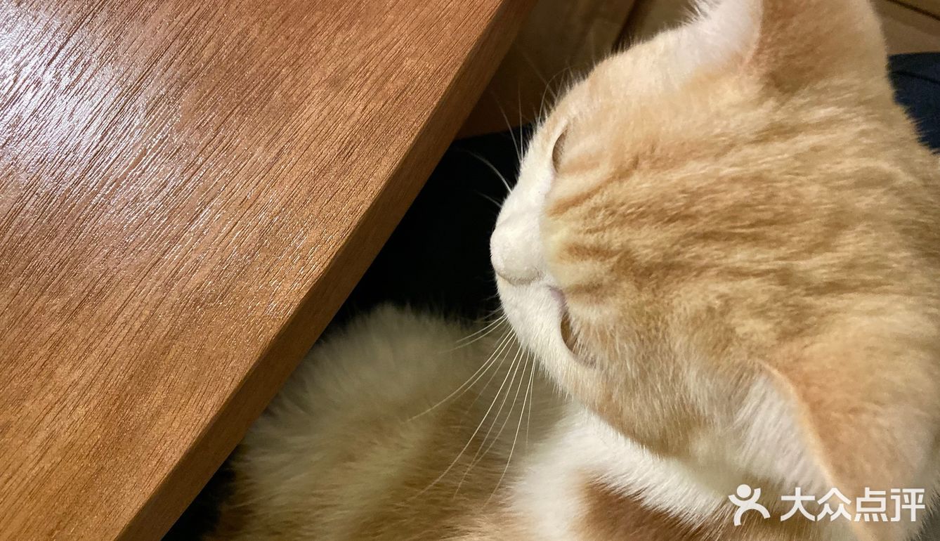 今日份的🐱片，是颜值赛高的大白