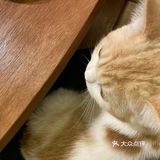 今日份的🐱片，是颜值赛高的大白