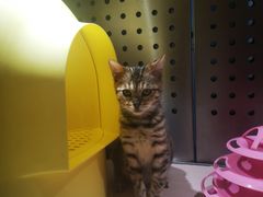 -瞄一喵猫咖(格力海岸店)