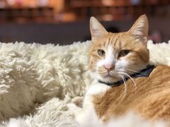 -猫咖时代(中山亭店)