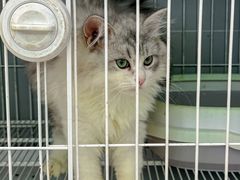 -翊宠yipet猫狗购宠庄园犬舍•猫舍