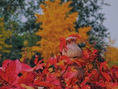 -斯多格书乡(北京大学畅春园店)