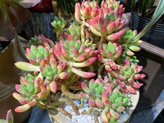 -双季花艺园艺市场(浦东店)