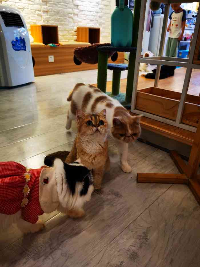 三月猫咖-"猫猫明眸细唇,颜值爆表,亲善友好,尤其是."-大众点评移动版