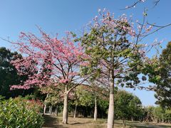 -东莞植物园