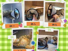 -思宇宠物医院