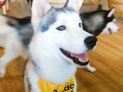 -Husky Go! 哈士奇体验馆·宠物咖啡厅狗咖