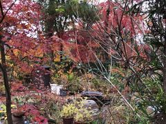 -常寂光寺