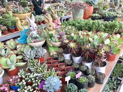 -金科花卉市场