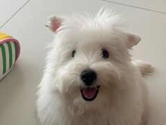 -帕帕拉兹宠物(亚洲旗舰店)