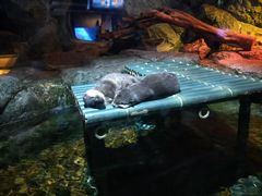 -暹罗海洋世界