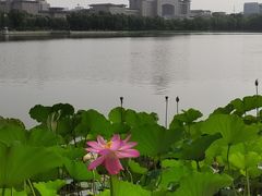 -莲花池公园