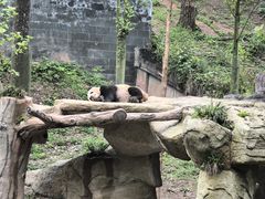 -中国大熊猫保护研究中心雅安碧峰峡基地