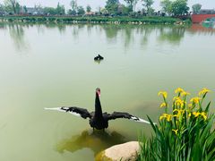-荷兰花海