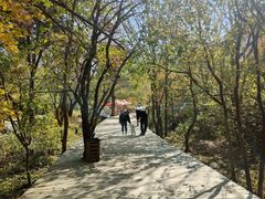 -关门山森林公园