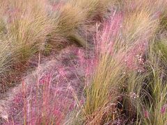 -艾溪湖湿地公园