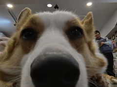 -柯斗斗主题餐厅·狗咖·围炉煮茶·茶饮(国瑞升平里店)