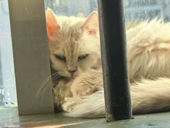 -猫猫幼稚园·撸猫·桌游·电玩