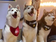 -Husky Go! 哈士奇体验馆·宠物咖啡厅狗咖