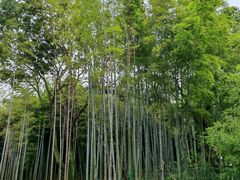 -宝岩生态观光园
