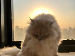 -猫腻·猫咖·撸猫馆(星光大道店)