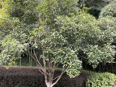 -菊花台公园