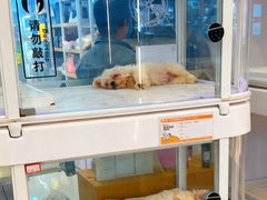 -翊宠yipet猫狗购宠庄园犬舍•猫舍